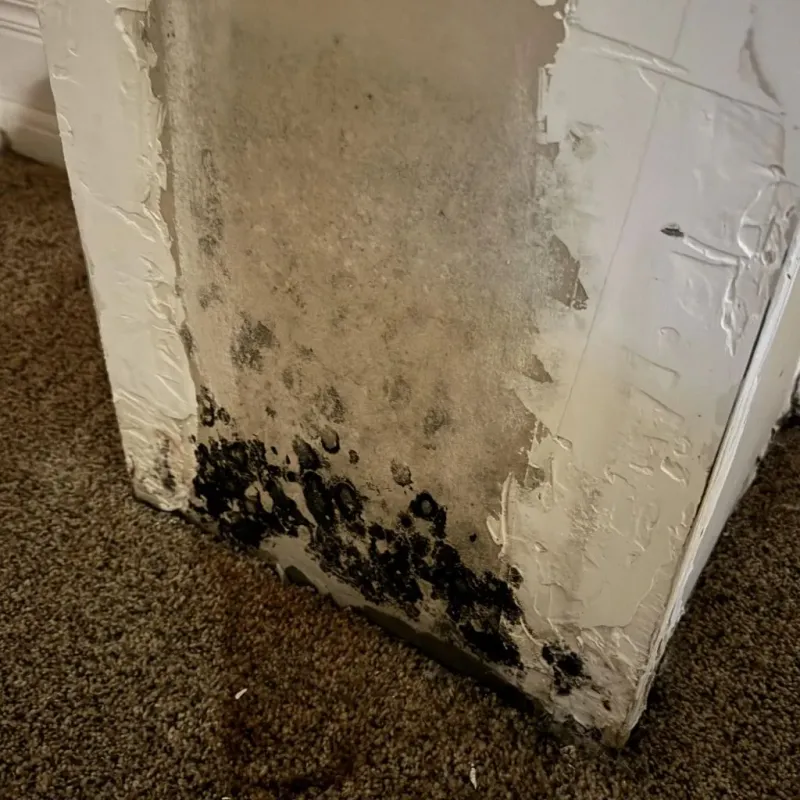 Professional Mold Removal in Niobrara County, WY